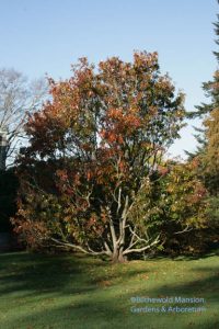 Franklinia alatamaha - fall color AND flowers. Beat that.