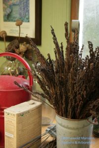 still life with Cinnamon fern fruit