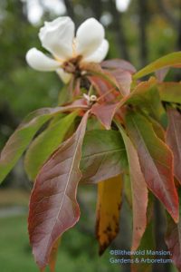 Franklinia alatamaha (still in bloom)