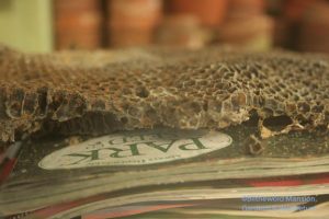 still life with honeycomb