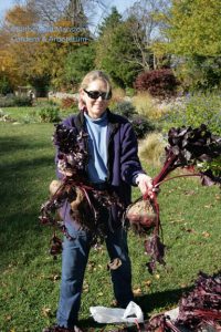 Cathy and the beets! - November