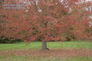 Red maple carpet