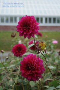 mid-November dahlias