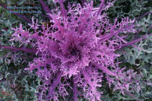 Red Peacock kale - more beautiful than ever