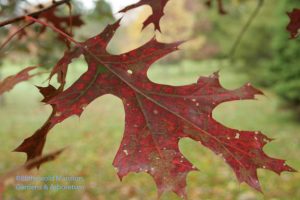 Scarlet oak (Quercus coccinea)