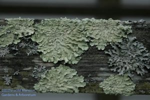 still life with lichen