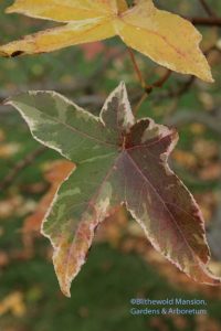 Sweetgum (Liquidambar styraciflua 'Silver King')