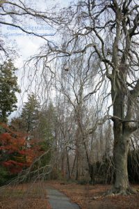 weeping beech path bones