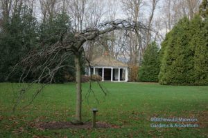 Camperdown elm and the Summerhouse