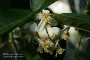 Citrus limon 'Ponderosa'