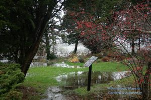 Rock Garden flood NW view, 12-3-09