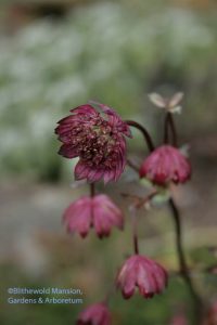 Astrantia major 12-14-09