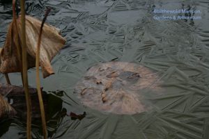 cement pond ice bloom