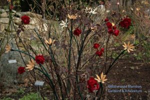 Rosa 'Champlain' and Rose Garden high-lights 