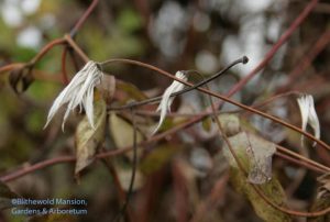 clematis feathers