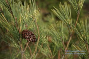 dragon's eye pine and cone (Pinus densiflora 'Oculus-Draconis')