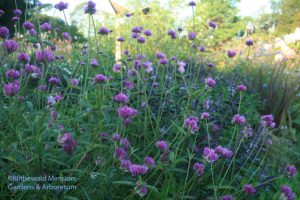 Gomphrena 'Fireworks'