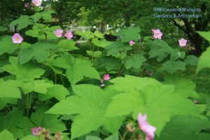 Rubus odoratus - flowering raspberry/eastern thimbleberry