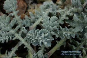 Glaucium flavum - Horned poppy foliage, pretty as a bloom