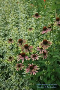 Echinacea 'Green Envy' 7-30-09