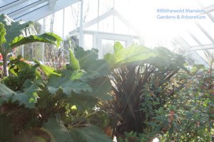 Gunnera and phormium - December