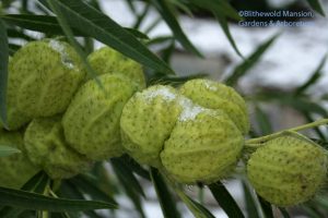 Gomphocarpus physocarpus ("hairy balls") in the snow