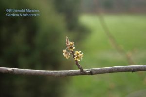 Witch hazel - Hamamelis virginiana blooms past bloom