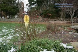 opportunistic Kniphofia 12-7-09