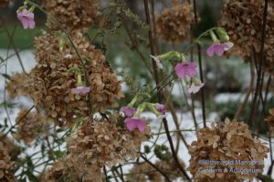 The last Nicotiana mutabilis