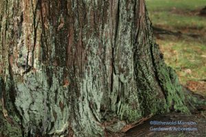 lichen bloom on a Chamaecyparis trunk 