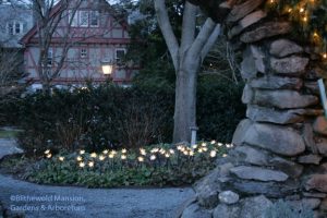 Epimedium "blooming" through the Moongate (a Fred Perry Original light display)