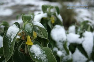 confused Phlomis 