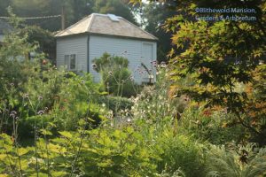 view through the Verbena bonariensis