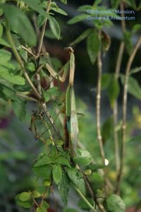 a new home on a buggy Bouvardia for the oldest mantis in the garden