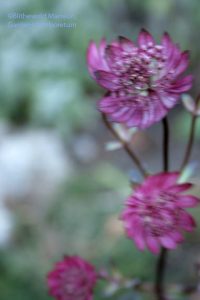 Astrantia major blooming on a windy 12-10-09