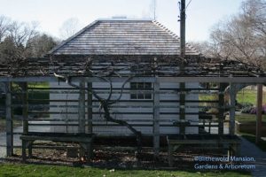 winter pumphouse and grape arbor