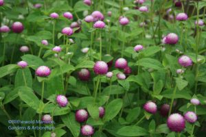 Gomphrena 'Bi-Color Rose'