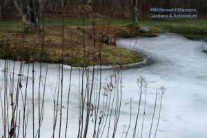 Joe Pye Weed and the pond 