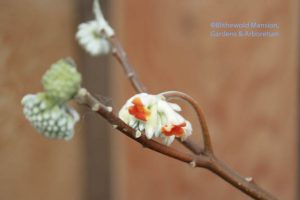 Julie's Edgeworthia chrysantha just opening