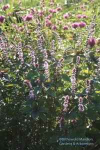 African blue basil (and Gomphrena 'Fireworks')