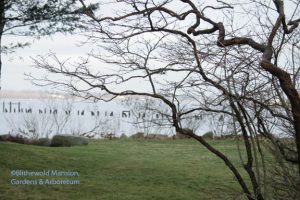 Highbush blueberry and the Bristol harbor