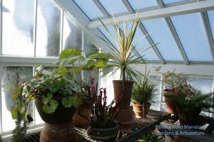 Farfugium, cordyline, etc and icy windows