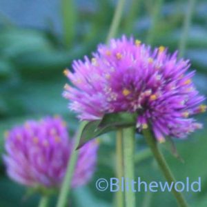 Gomphrena 'Fireworks' close-up 9-15