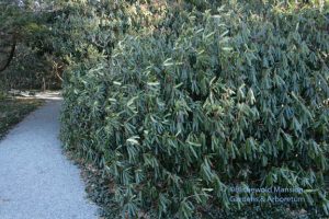 folded rhody 