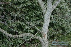 Cut leaf full moon maple trunk and a rhody