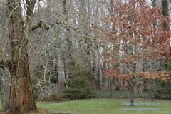 Osage orange and a Red oak 