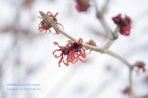 Hamamelis x intermedia 'Diane' close-up