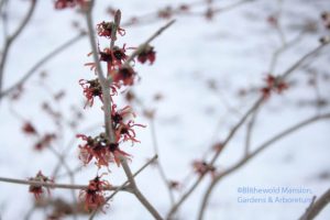 Hamamelis x intermedia 'Diane'