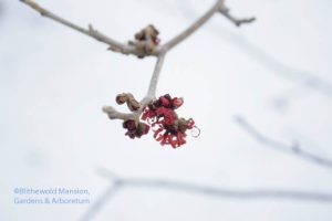 Hamamelis x intermedia 'Diane' still unfurling