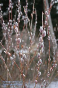 Salix chaenomeloides 'Mt. Aso' catkins
